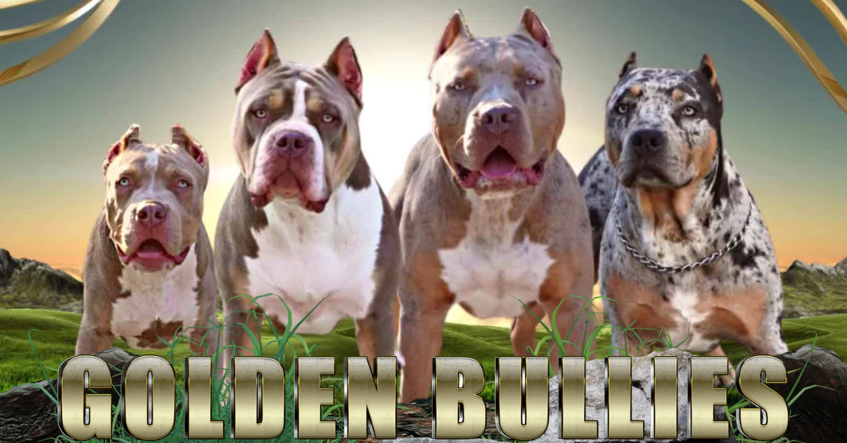 Welcome to Golden Bullies | XL American Bullies of Florida ...