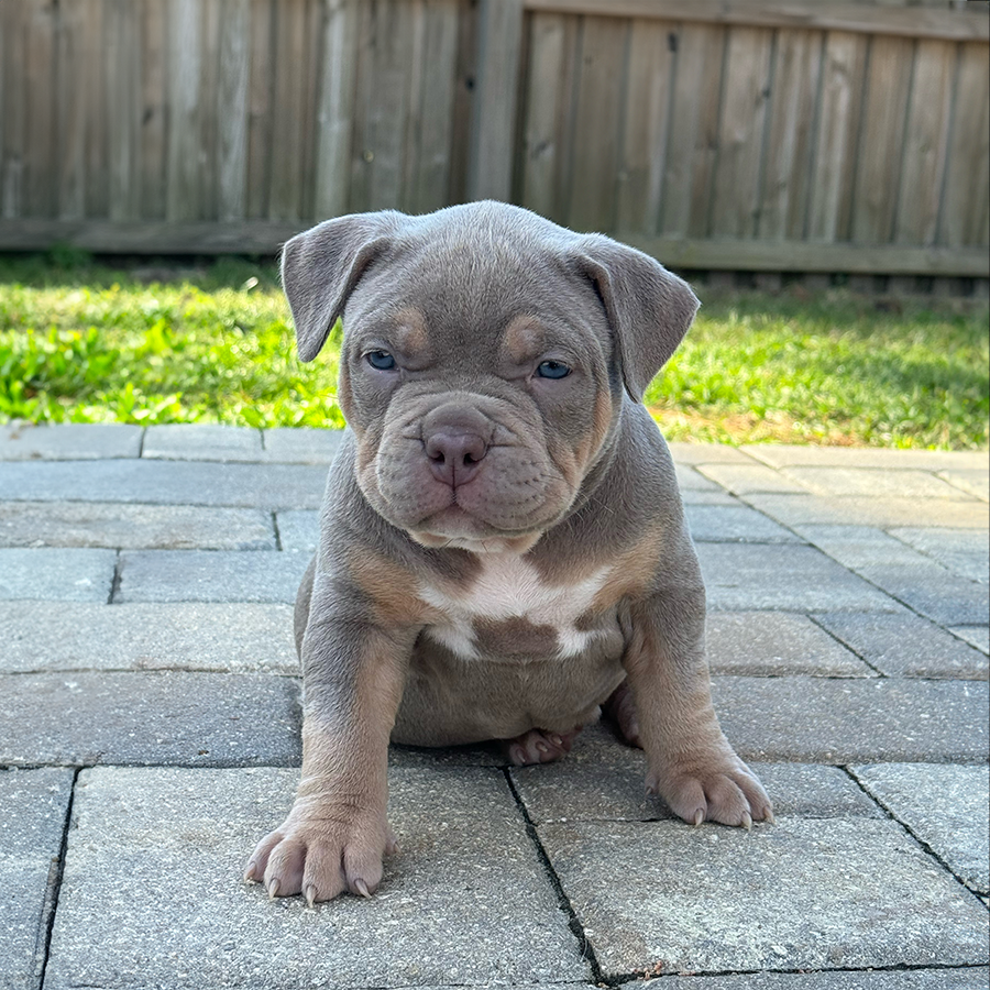 XL Bully Puppies For Sale