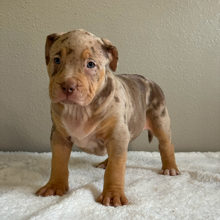 XL Bully Puppies For Sale