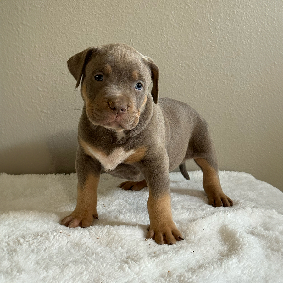 XL Bully Puppies For Sale