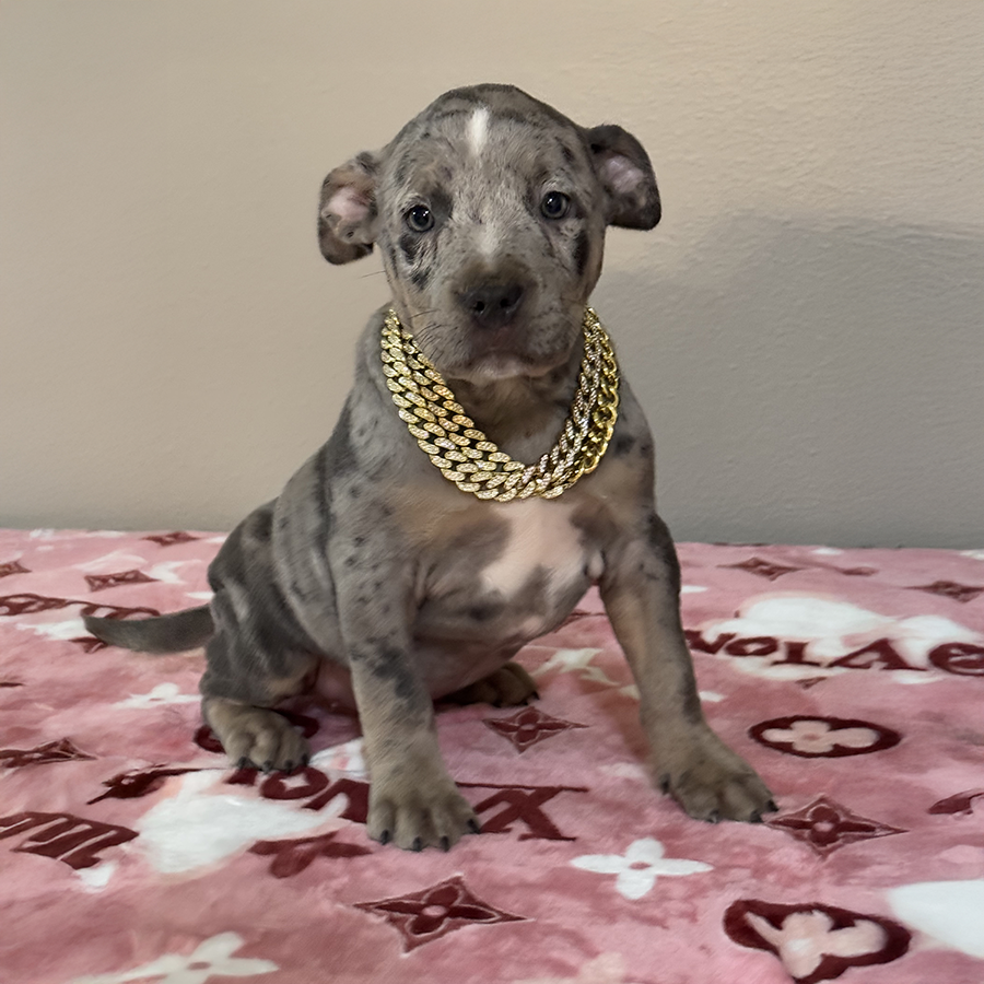 Ivy is a blue tri merle xl bully for sale florida