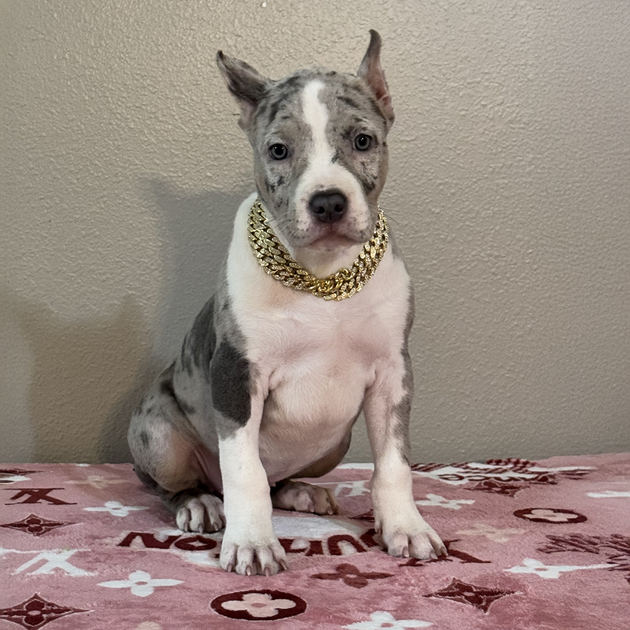 Merry is a blue tri merle xl bully for sale florida