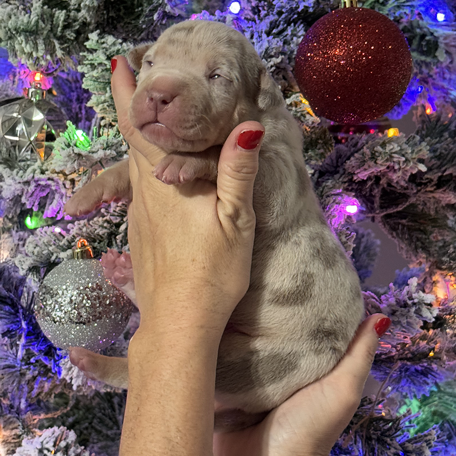 godiva is a lilac merle xl american bully for sale florida