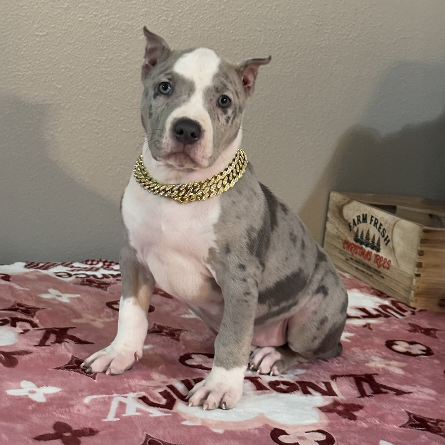 miracle is a piebald blue trie merle xl american bully for sale