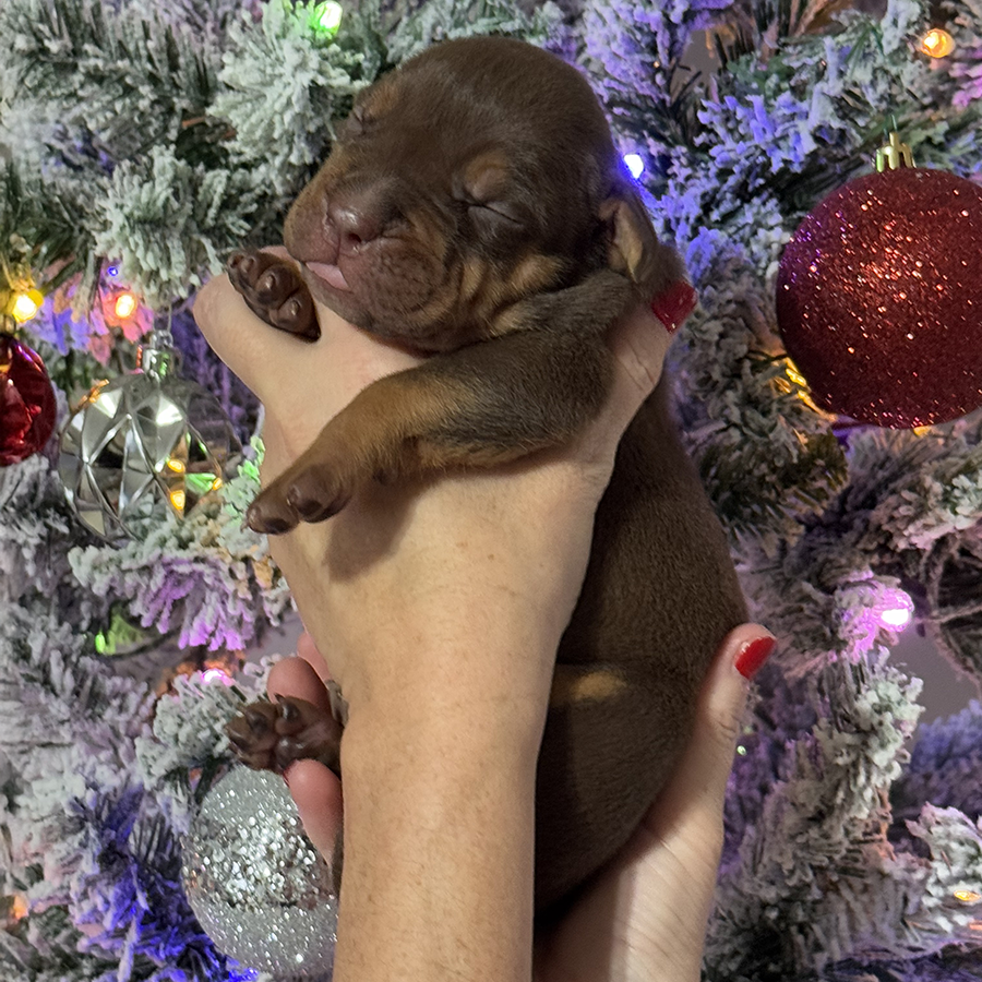 rolo is an xl bully chocolate tri puppy for sale in florida